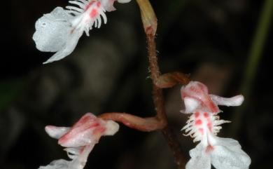 Odontochilus nanlingensis (L.P.Siu & K.Y.Lang) Ormerod 南嶺齒唇蘭