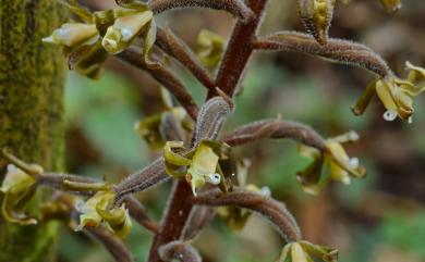 Goodyera fumata Thwaites 尾唇斑葉蘭
