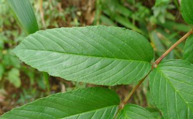 Rubus alnifoliolatus 榿葉懸鉤子