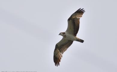 Pandion haliaetus haliaetus (Linnaeus, 1758) 魚鷹