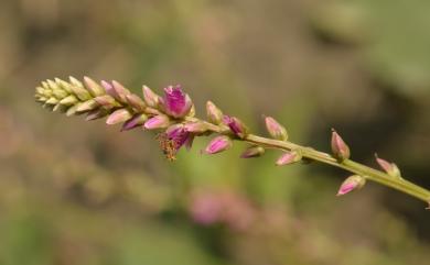 Digera muricata (L.) Mart. 瘤果莧