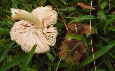 Entoloma clypeatum 晶蓋粉褶蕈