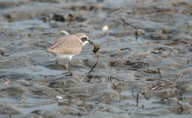 Charadrius dealbatus Swinhoe, 1870 白臉鴴