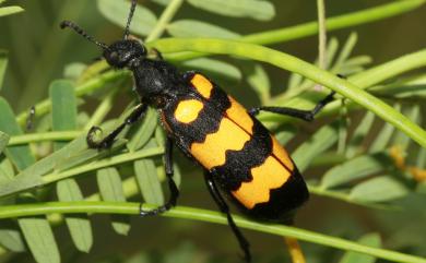 Hycleus phaleratus (Pallas, 1781) 大橫紋芫青