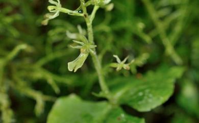 Neottia taizanensis (Fukuy.) Szlach. 大山雙葉蘭