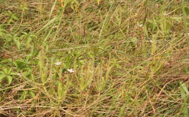 Drosera indica 長葉茅膏菜