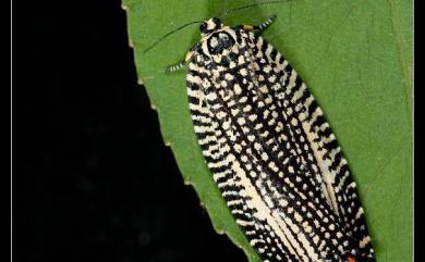 Eurydoxa indigena Yasuda, 1978 白斑擬麗捲蛾