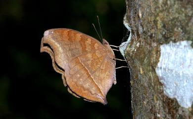 Junonia iphita Cramer, 1782 黯眼蛺蝶