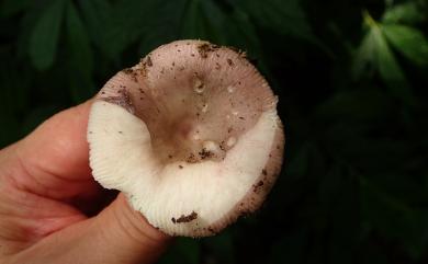 Russula 紅菇屬