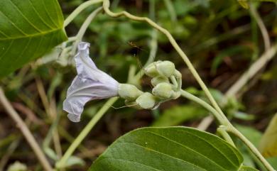 Argyreia akoensis 屏東朝顏