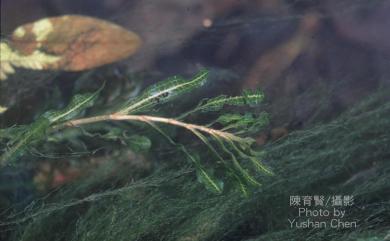Potamogeton crispus L. 馬藻