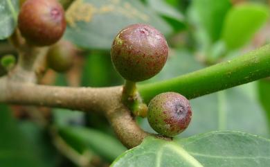 Ficus tinctoria G.Forst. 山豬枷