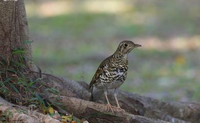 Zoothera aurea aurea (Holandre, 1825) 白氏地鶇(指名亞種)