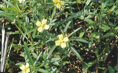 Ludwigia octovalvis 水丁香