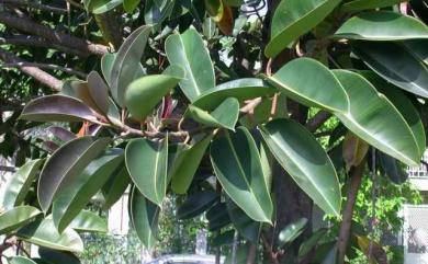 Ficus elastica Roxb. ex Hornem. 印度橡膠樹