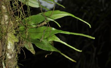 Lepisorus mucronatus (Fée) Li Wang 尖嘴蕨