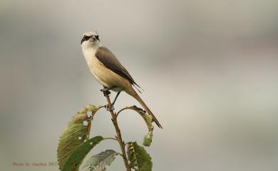 Lanius cristatus lucionensis (Linnaeus, 1766) 紅尾伯勞(普通亞種)