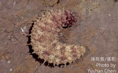 Holothuria impatiens (Forskaal, 1775) 醜海參