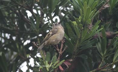 Regulus regulus japonensis (Blakiston, 1862) 戴菊鳥