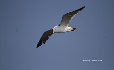 Larus crassirostris Vieillot, 1818 黑尾鷗