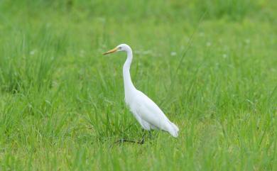Ardea intermedia Wagler, 1829 中白鷺