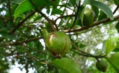 Garcinia multiflora 福木