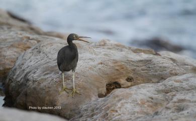 Egretta sacra sacra (J. F. Gmelin, 1789) 岩鷺