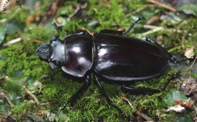 Neolucanus maxinus vendli Dudich, 1923 大圓翅鍬形蟲