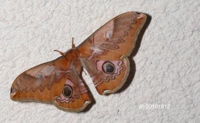 Saturnia japonica arisana (Shiraki, 1913) 雙黑目天蠶蛾