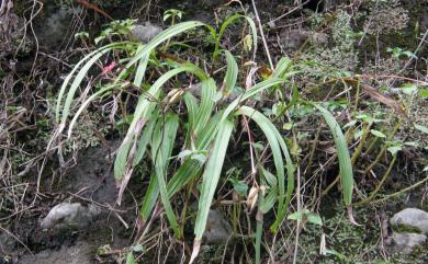 Bletilla formosana 臺灣白及