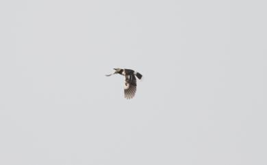 Gracupica nigricollis (Paykull, 1807) 黑領椋鳥