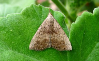 Herminia terminalis (Wileman, 1915) 臺灣簞鬚裳蛾