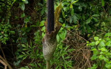 Amorphophallus hirtus N.E.Br. 密毛魔芋