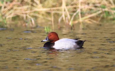 Aythya ferina (Linnaeus, 1758) 紅頭潛鴨