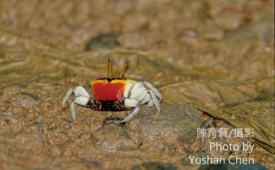 Tubuca coarctata (H. Milne Edwards, 1852) 窄管招潮蟹