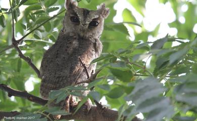 Otus lettia glabripes (Swinhoe, 1870) 領角鴞