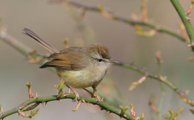 Horornis acanthizoides concolor (Ogilvie-Grant, 1912) 深山鶯