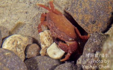 Pseudozius caystrus (Adams & White, 1849) 礁石假團扇蟹