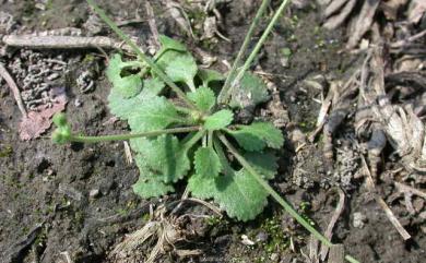 Androsace umbellata 地錢草