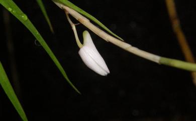 Dendrobium leptocladum Hayata 細莖石斛