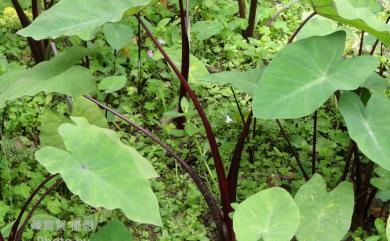 Colocasia tonoimo Nakai 紫芋