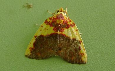 Siglophora sanguinolenta (Moore, 1888) 內黃血斑瘤蛾