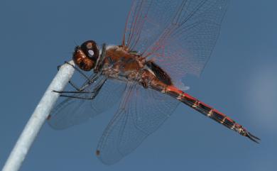 Tramea transmarina euryale Selys, 1878 海霸蜻蜓微斑亞種