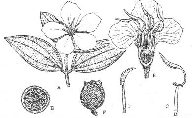 Melastoma septemnervium 野牡丹