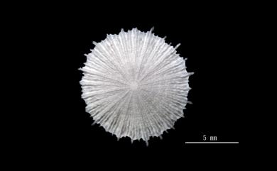 Fungiacyathus variegatus Cairns, 1989 歧異蕈杯珊瑚
