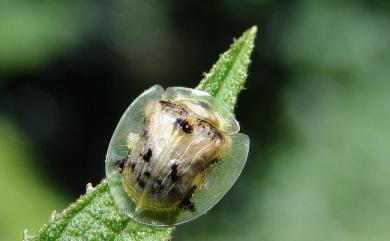 Thlaspida biramosa (Boheman, 1855) 二星龜金花蟲