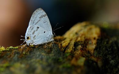 Catochrysops panormus exiguus 青珈波灰蝶