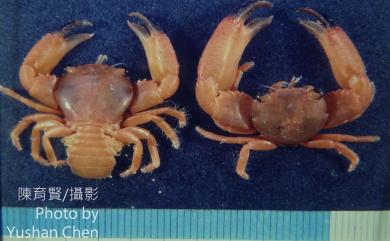 Trapezia serenei Odinetz, 1984 薩氏梯形蟹