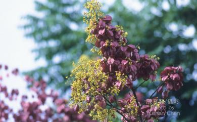 Koelreuteria henryi 臺灣欒樹