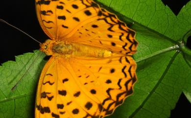 Phalanta phalantha Drury, 1773 琺蛺蝶